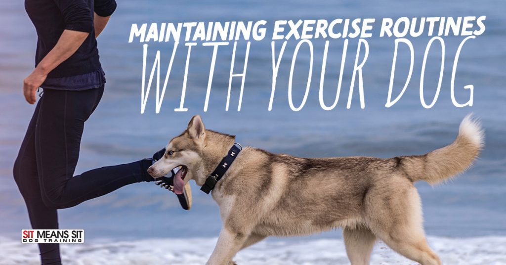 Maintaining an Exercise Routine with Your Dog | Sit Means Sit Dog