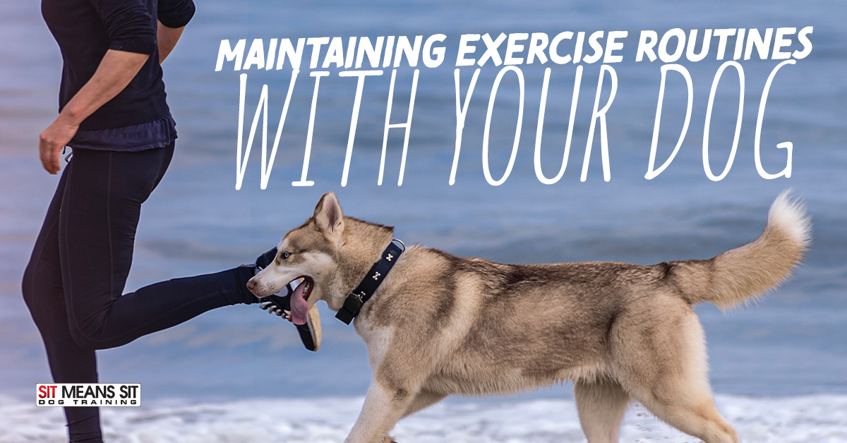 Maintaining an Exercise Routine with Your Dog