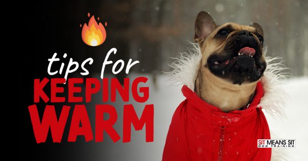 Tips for Keeping Your Dog Warm