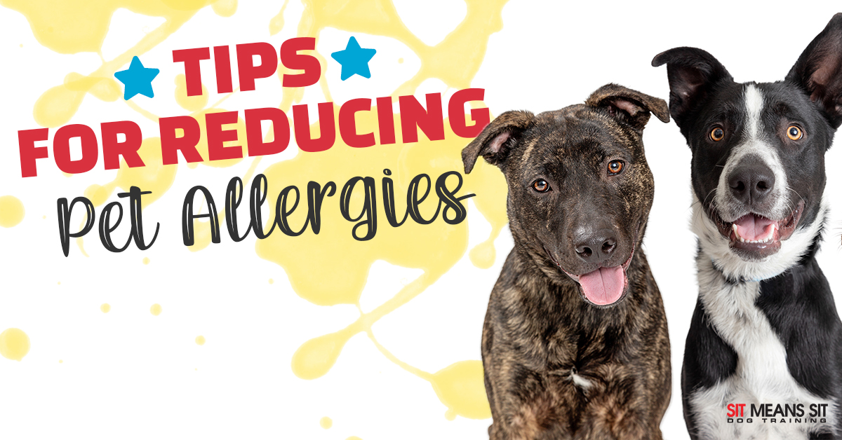 Tips to Reduce Pet Allergies