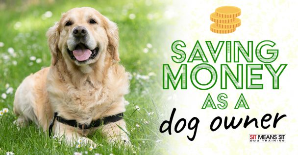 Tips for Saving Money as a Dog Owner