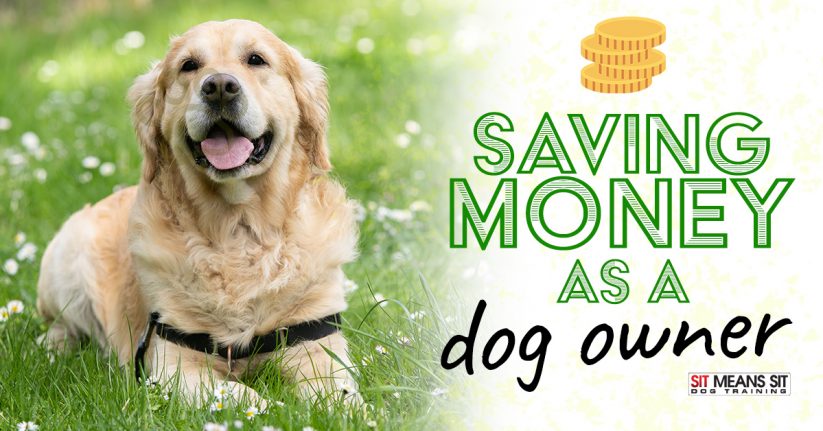 Tips for Saving Money as a Dog Owner