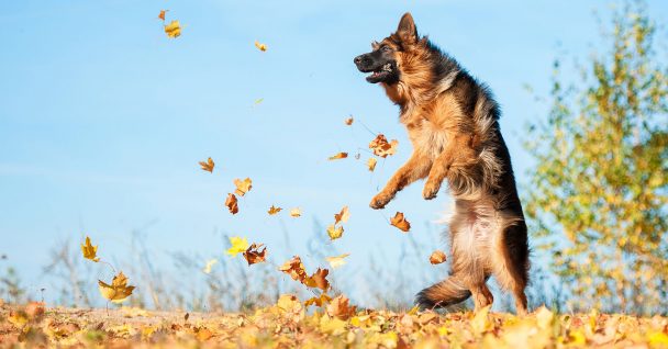 German Shepherd In Leaves
