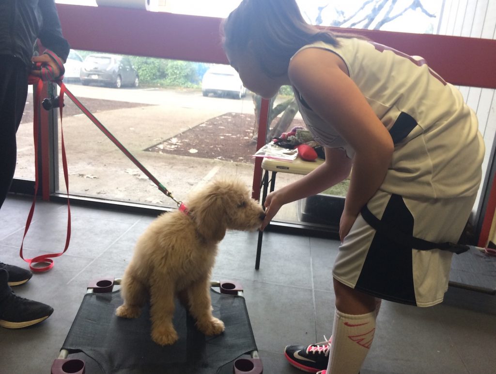 Bella's owner teaches Bella how to "place" in Sit Means Sit's Head Start Puppy Program.