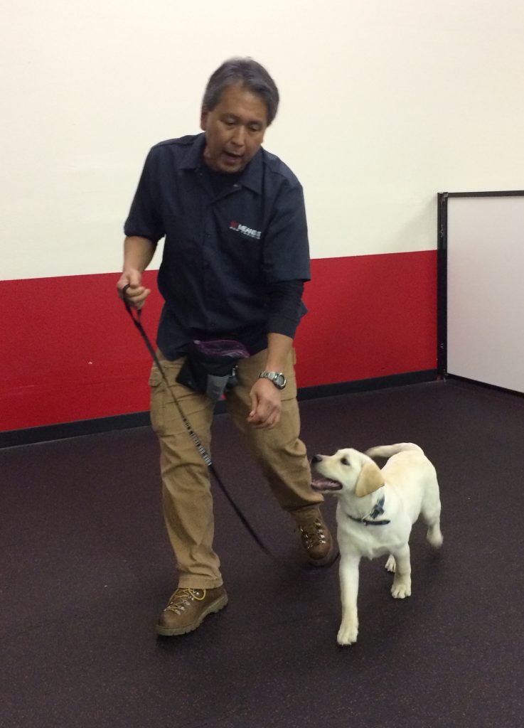 Sit Means Sit Head Trainer Brian Uyeno demonstrates how to teach our puppies to walk beside us without pulling on the leash.