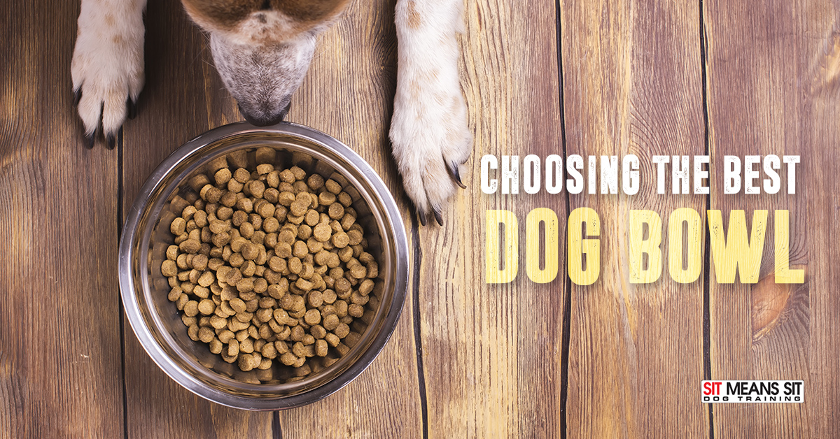 How to choose the right dog feeding bowl