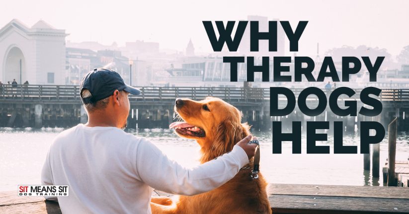 Why Therapy Dogs Help People
