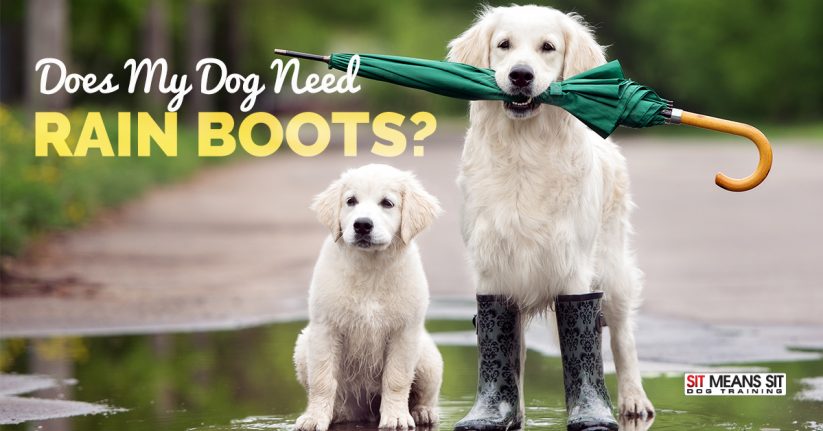 Does My Dog Need Rain Boots?