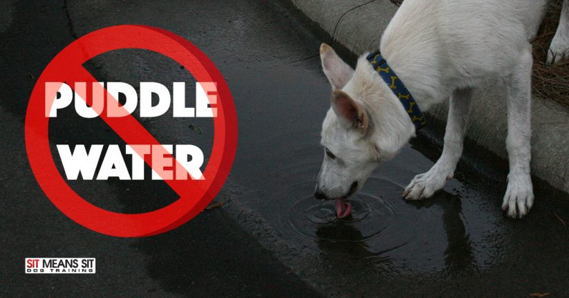 Don't Let Your Dog Drink Puddle Water