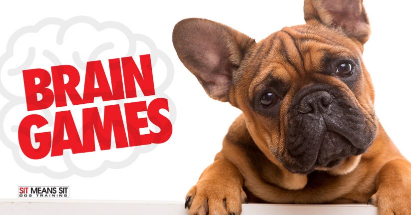 Brain Games for Your Dog