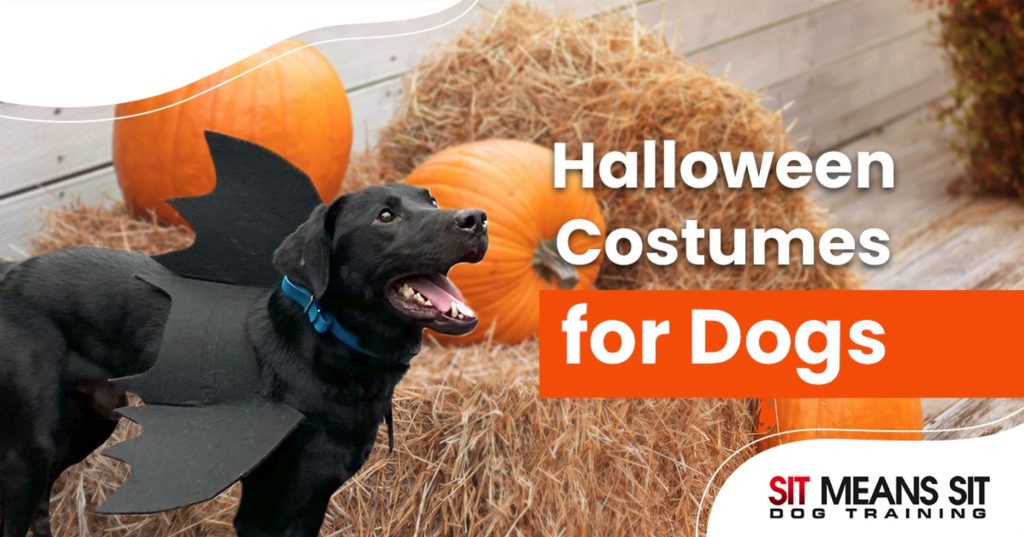 Halloween Costumes for Dogs Sit Means Sit Portland