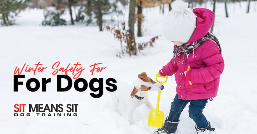 Winter Safety For Dogs