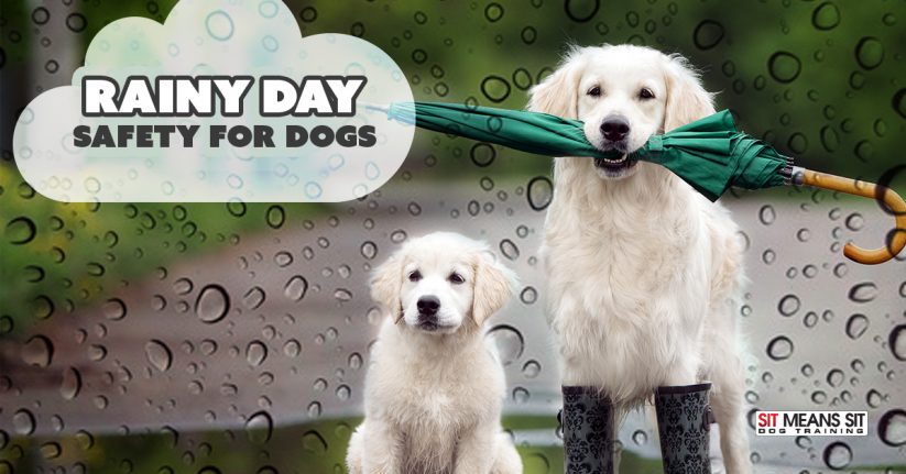Rainy Day Safety for Dogs
