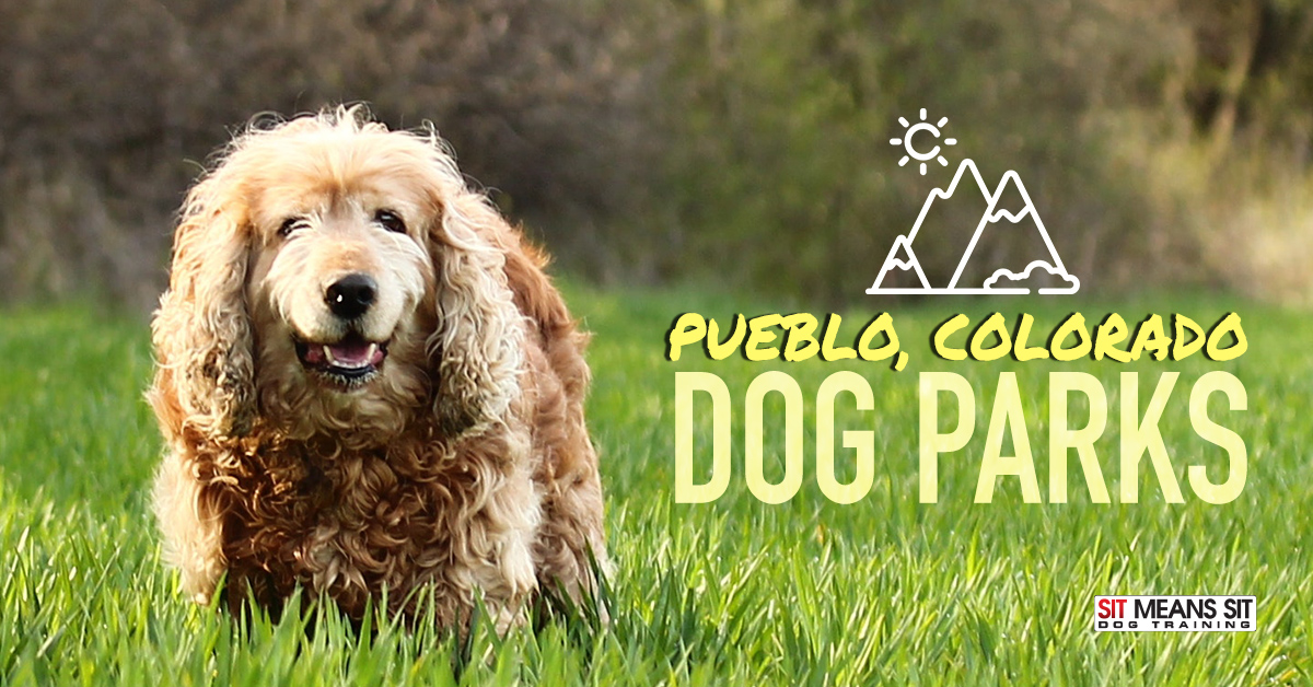 Pueblo, Colorado Dog Parks – A golden retriever running in the grass with text overlay promoting dog parks in Pueblo, Colorado.