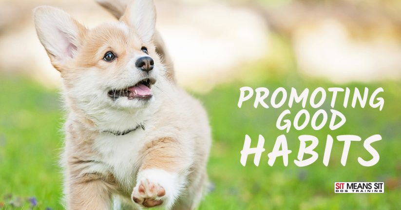 Promoting Good Habits with Puppies