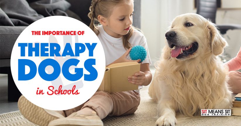 The Importance of Therapy Dogs in Schools