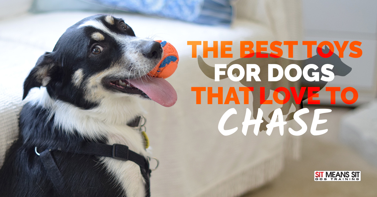 The Best Toys for Dogs that Love to Chase