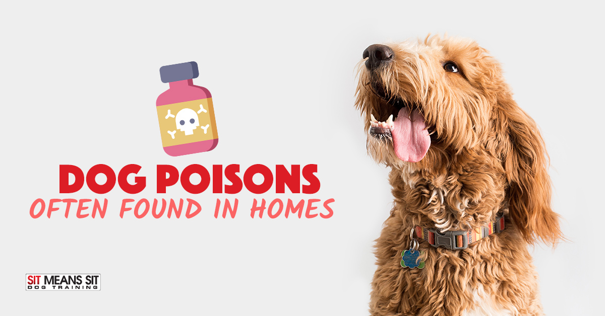 Dog Poisons Often Found in Homes