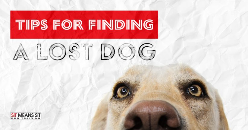 Tips for Finding a Lost Dog