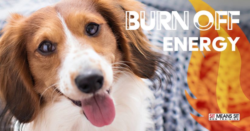 Indoor Dog Activities to Burn Off Energy