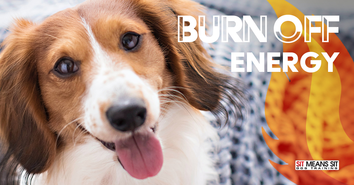 Burn Off Energy Indoors – A close-up of a happy dog with its tongue out, with text encouraging indoor activities to help dogs burn off energy.