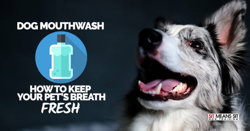 Dog Mouthwash – How to Keep Your Pet’s Breath Fresh