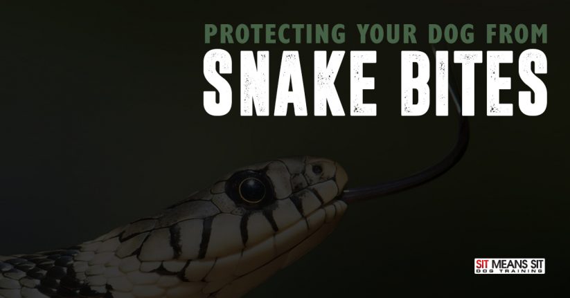 Protecting Your Dog From Snake Bites