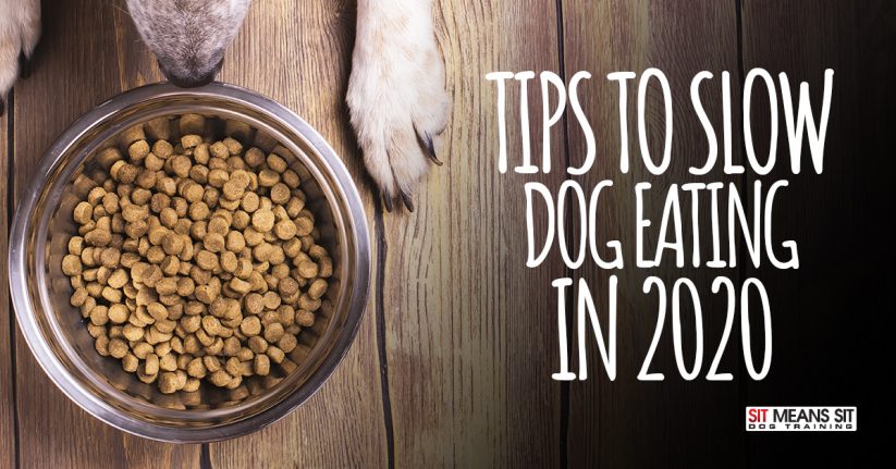 Tips for Slowing Dog Eating in 2020