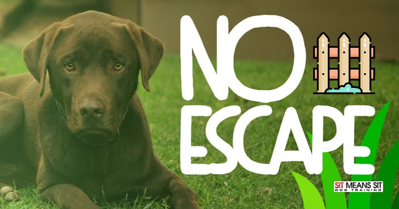 A brown Labrador with a serious expression, with a background of grass and a fence icon, and the text 'No Escape'.