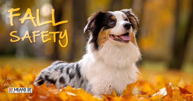 Fall Safety for Dogs