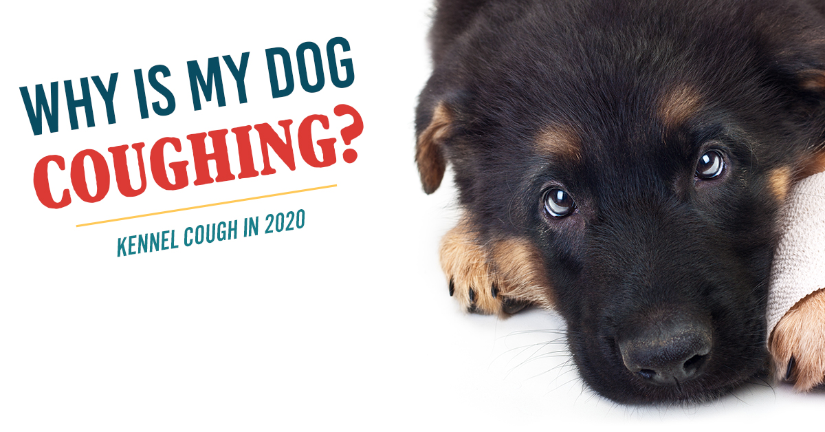 A sad-looking black and tan puppy lying down with the text 'Why is My Dog Coughing? Kennel Cough in 2020'.
