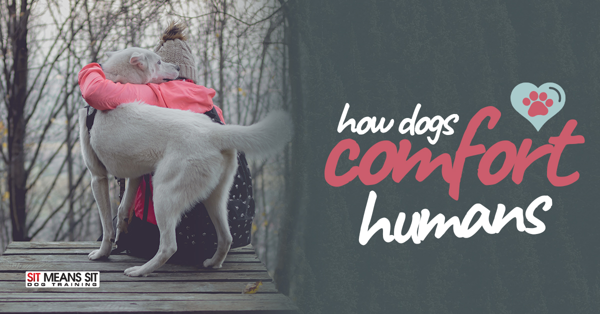 How Dogs Comfort Humans - A large white dog hugging a person wearing a red jacket in an outdoor setting, with the text "How Dogs Comfort Humans."