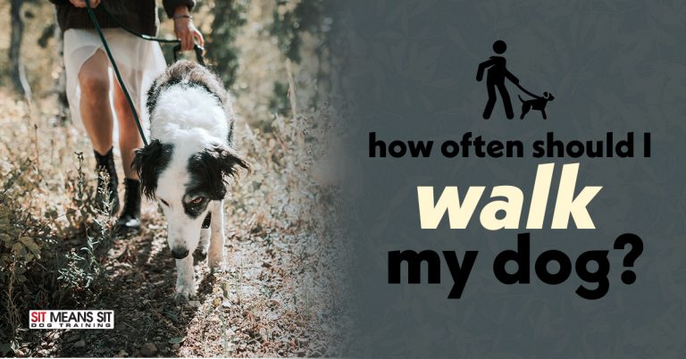 How Often Should I Walk My Dog? | Sit Means Sit Dog Training Pueblo
