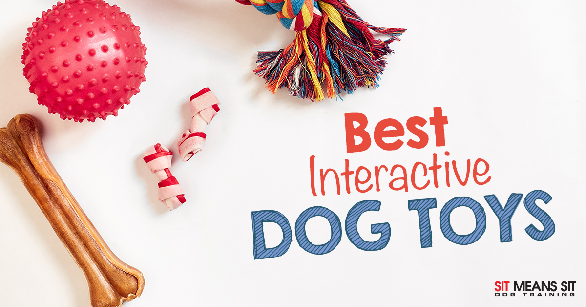 Best Interactive Dog Toys  Sit Means Sit Dog Training Pueblo