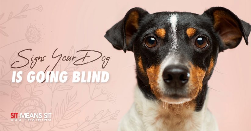 Signs Your Dog is Going Blind