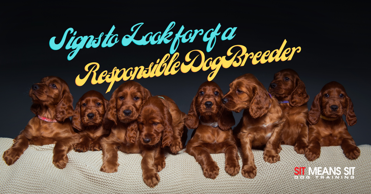 Responsible Dog Breeder Image - A group of Irish Setter puppies resting on a couch with the text "Signs to Look for in a Responsible Dog Breeder," promoting ethical breeding practices.