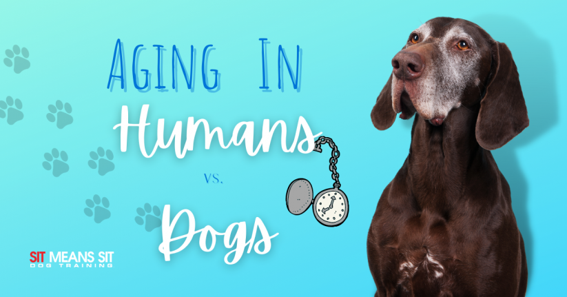 The Difference in Aging Between Dogs & Humans