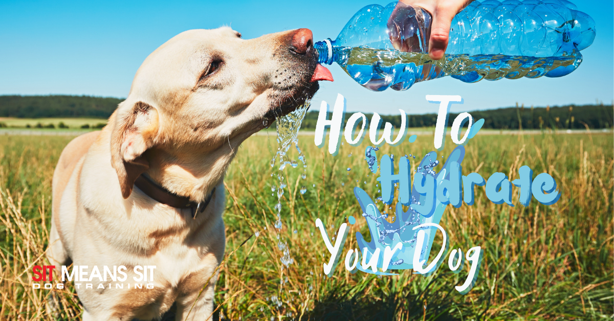 how do you hydrate a dog