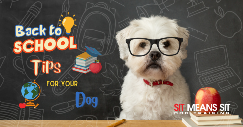 Back To School Tips for Your Dog