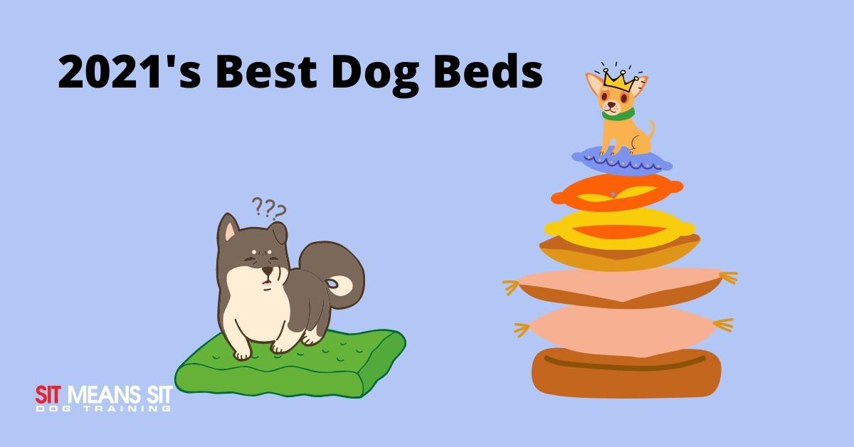 2021’s Best Dog Beds – A cartoon of a puzzled dog on a green bed and a small dog with a crown sitting on a tall stack of colorful dog beds, with the text "2021's Best Dog Beds" and the "Sit Means Sit Dog Training" logo.