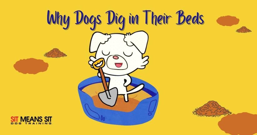 Why Dogs Dig in Their Beds