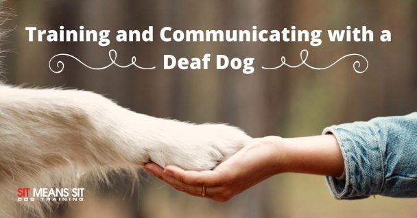 Training and Communicating with a Deaf Dog – A close-up of a dog's large white paw gently resting in a human hand, with the text "Training and Communicating with a Deaf Dog" and the "Sit Means Sit Dog Training" logo at the bottom left.