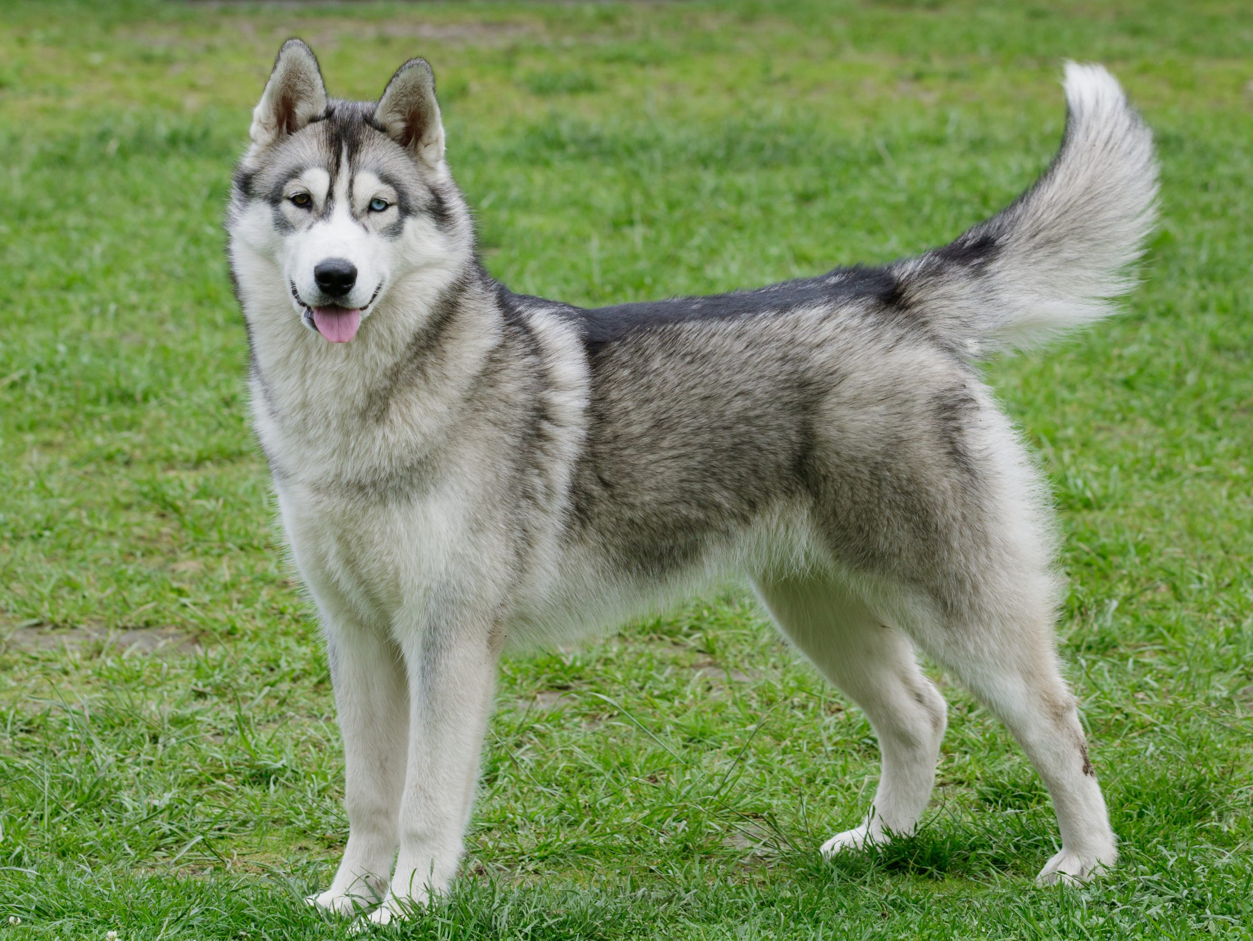 Are Siberian Huskies Closer To Wolves