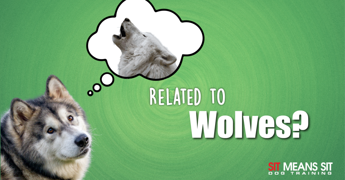 Dog Breeds That Are Closely Related to Wolves | Sit Means Sit Dog ...