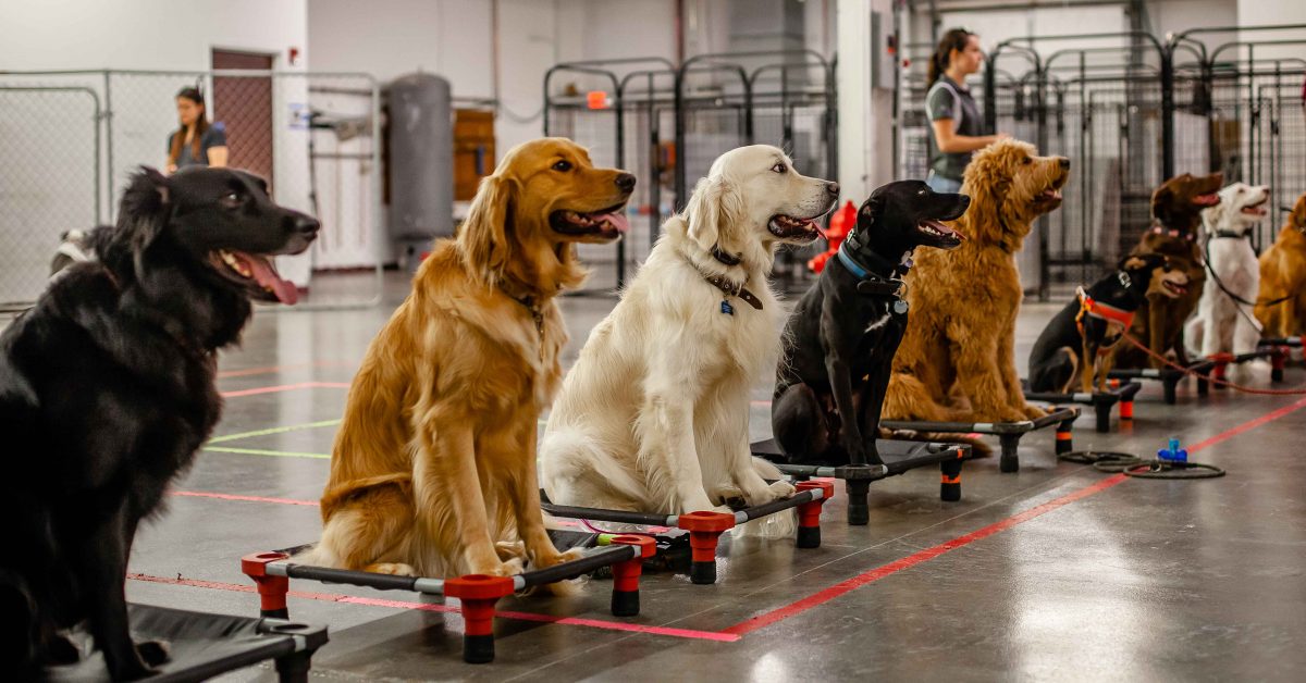 Sit Means Sit Dog Training Raleigh, NC • Raleigh Puppy Trainers