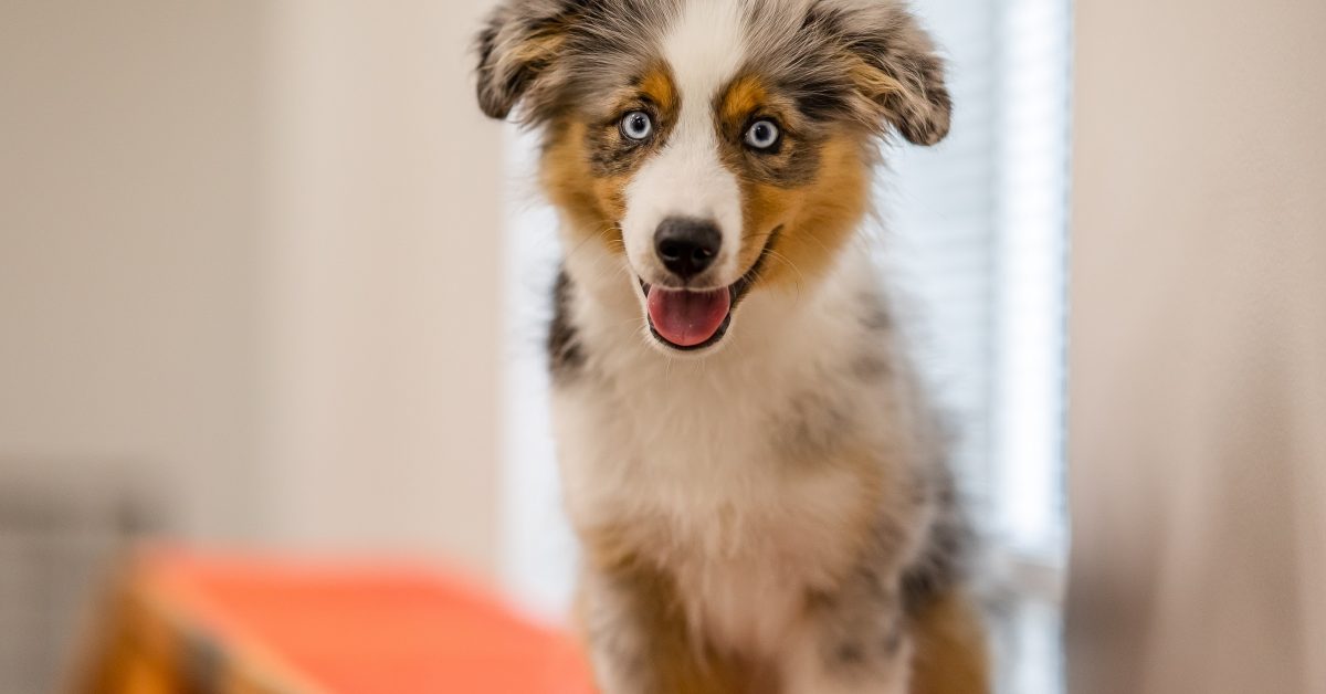 Puppy Kindergarten