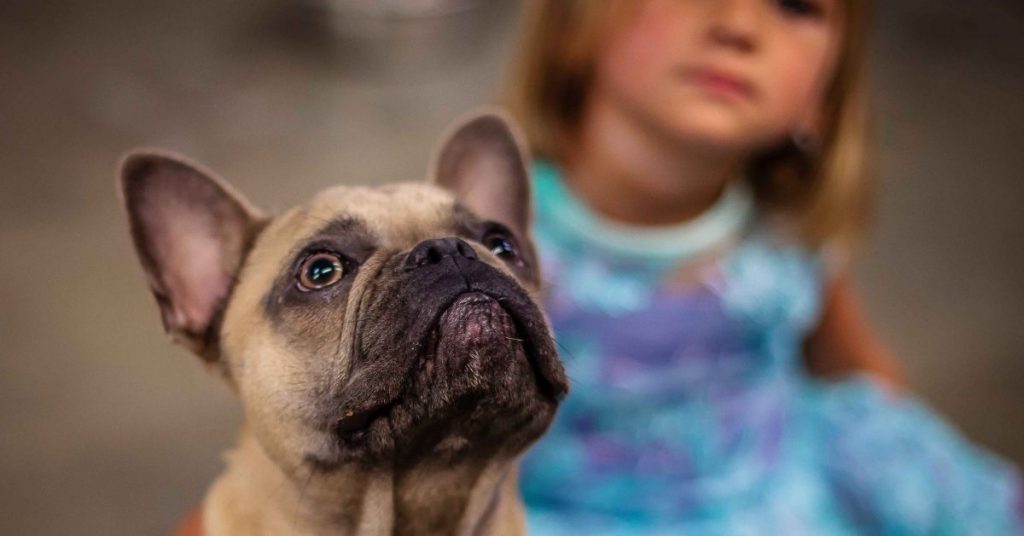Dog Training Raleigh, NC • Sit Means Sit 😀