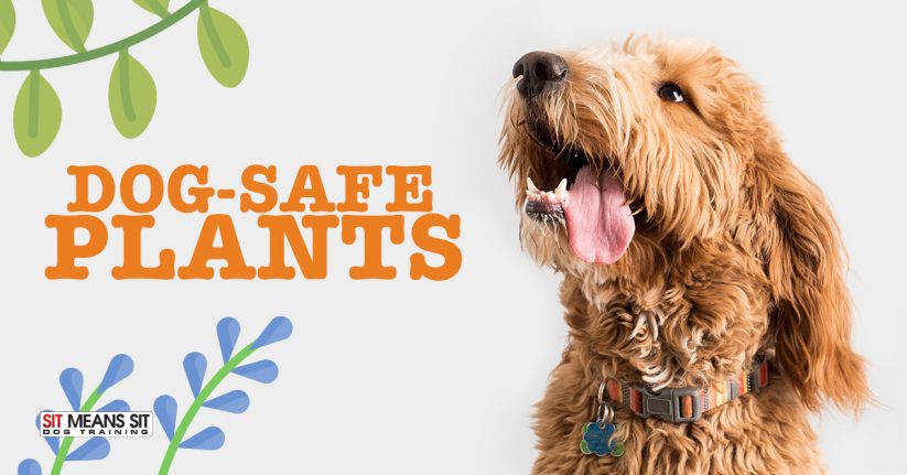 Dog Safe Plants