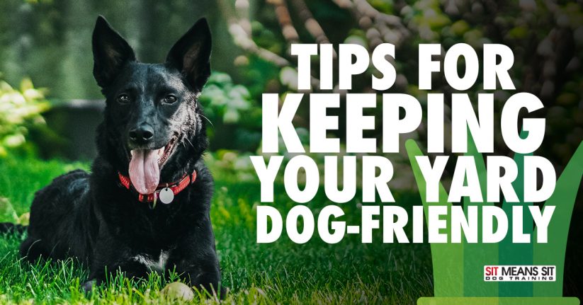 Tips for Keeping Your Yard Dog Friendly
