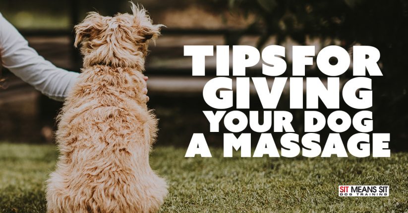Tips for Giving Your Dog a Massage